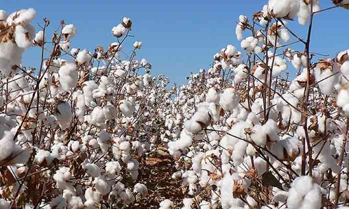 Hwange Cotton Farms Tour